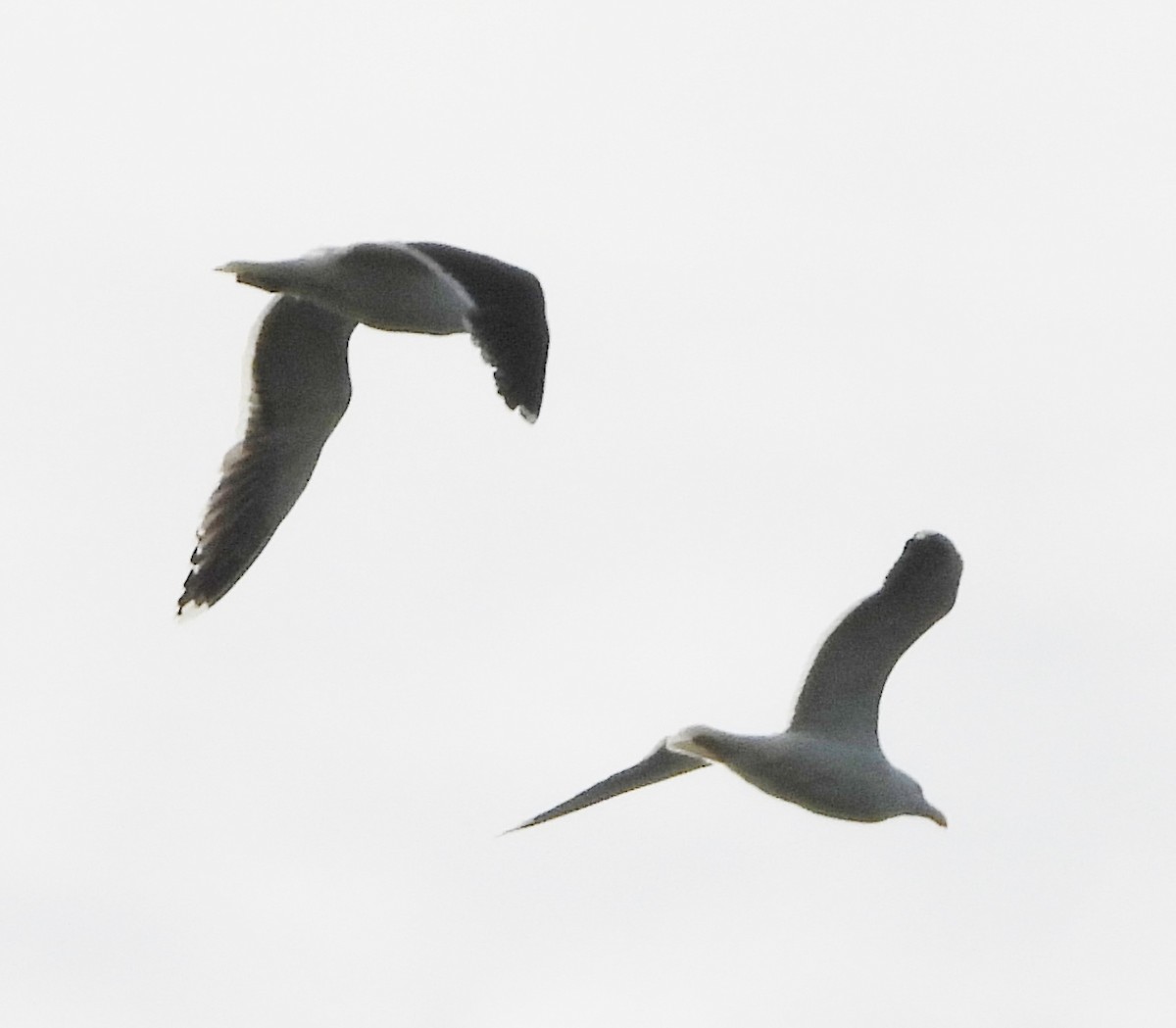 Great Black-backed Gull - alan murray