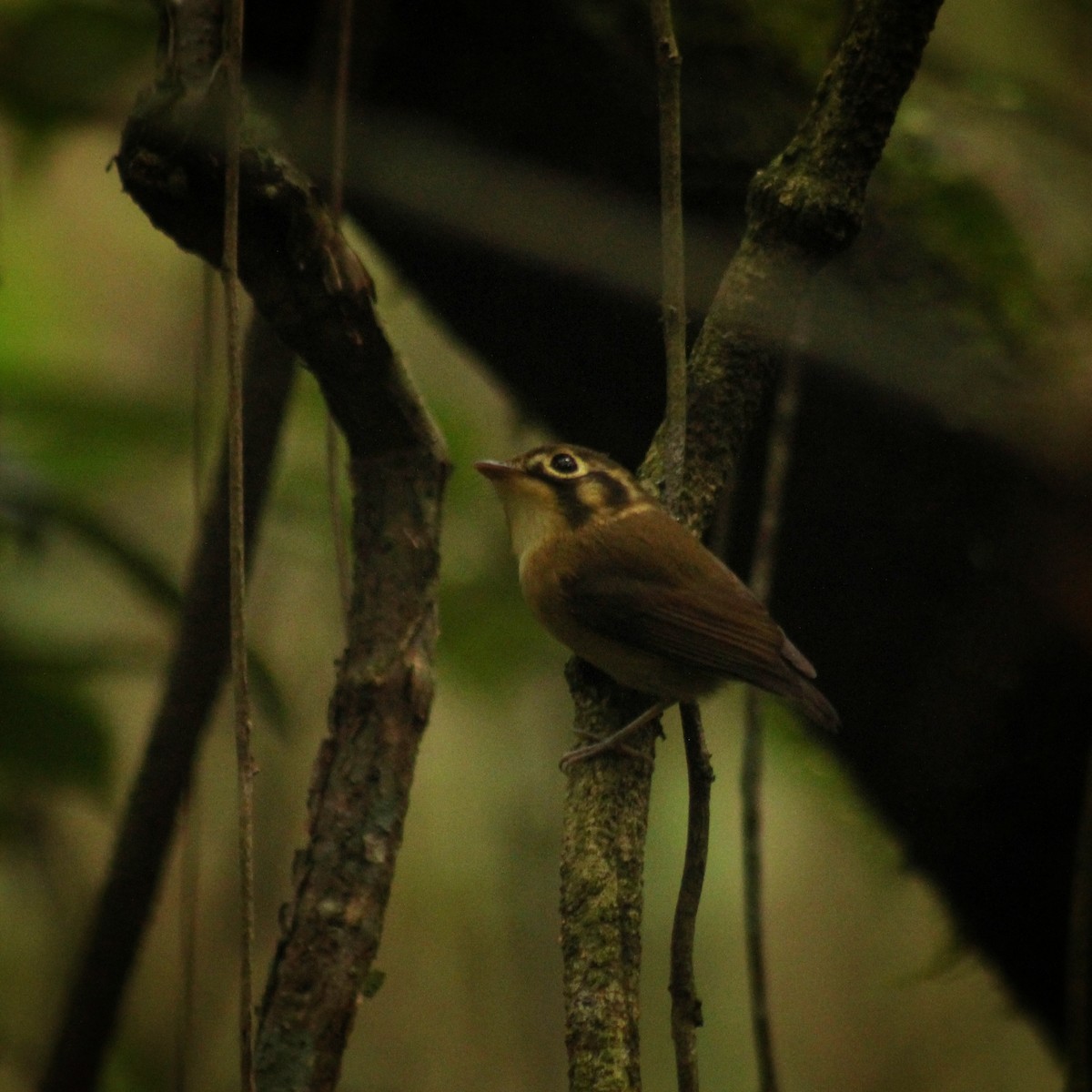 White-throated Spadebill (Eastern) - Guillermo Andreo