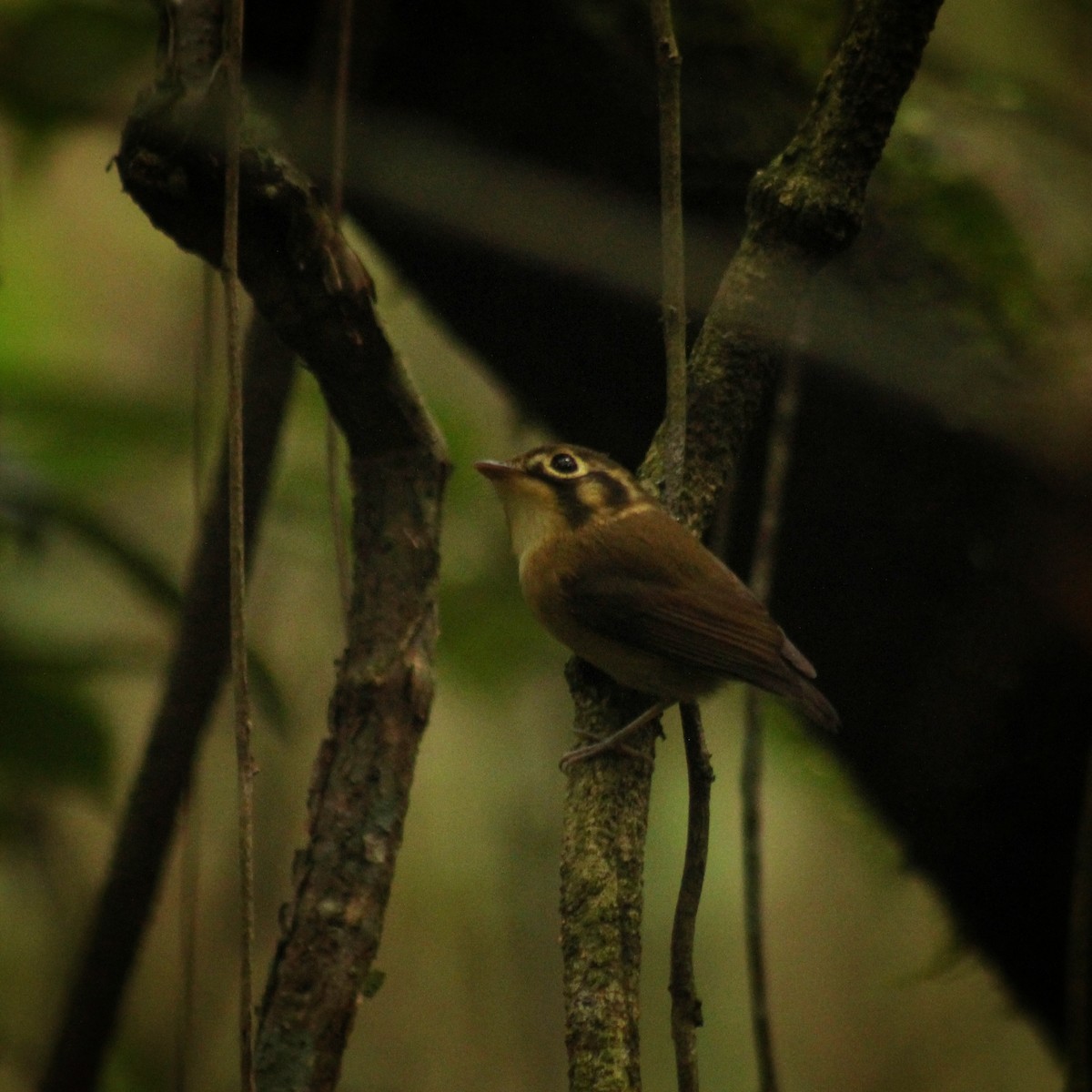 White-throated Spadebill (Eastern) - ML619447225