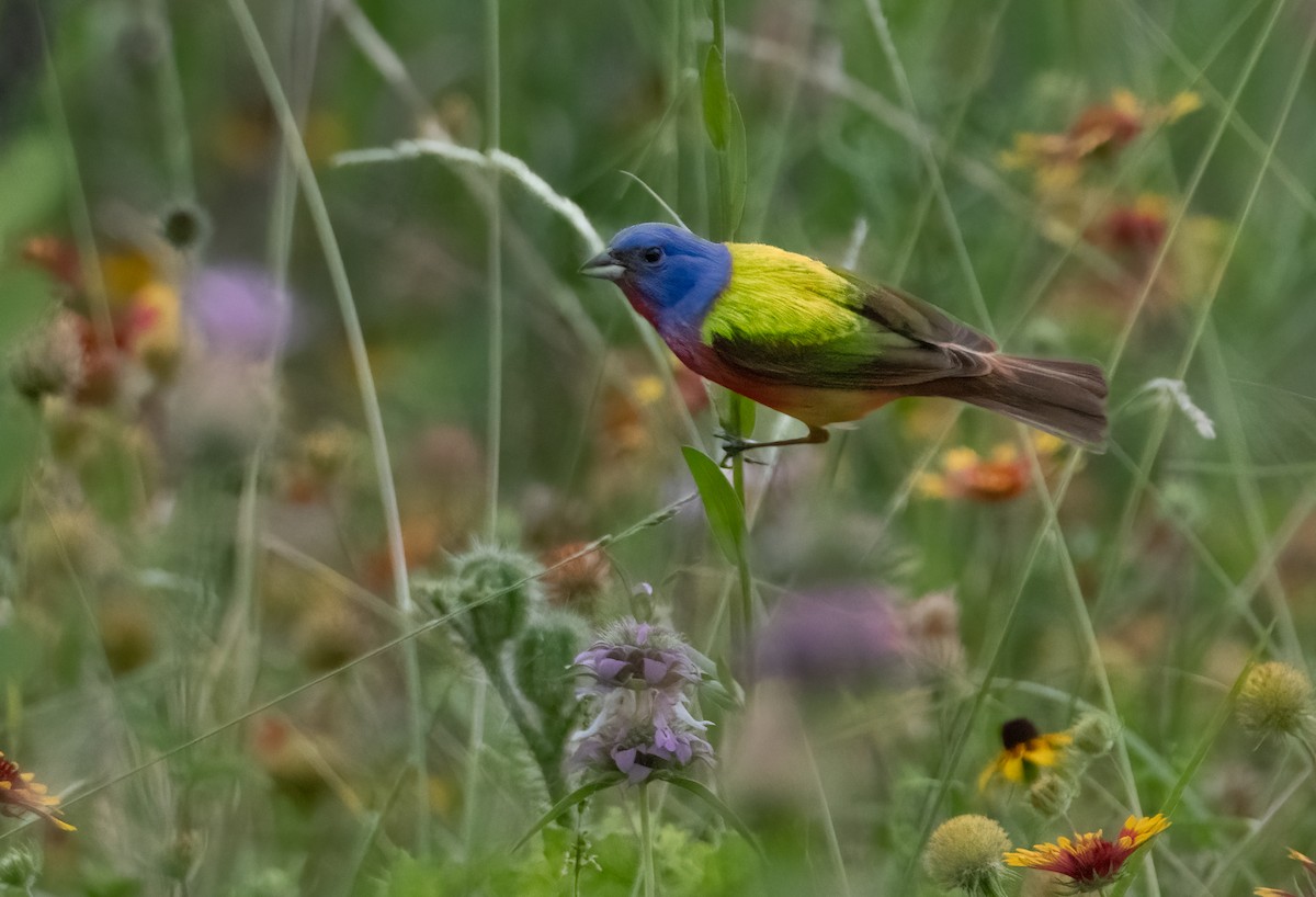 Painted Bunting - Pat Tomsho