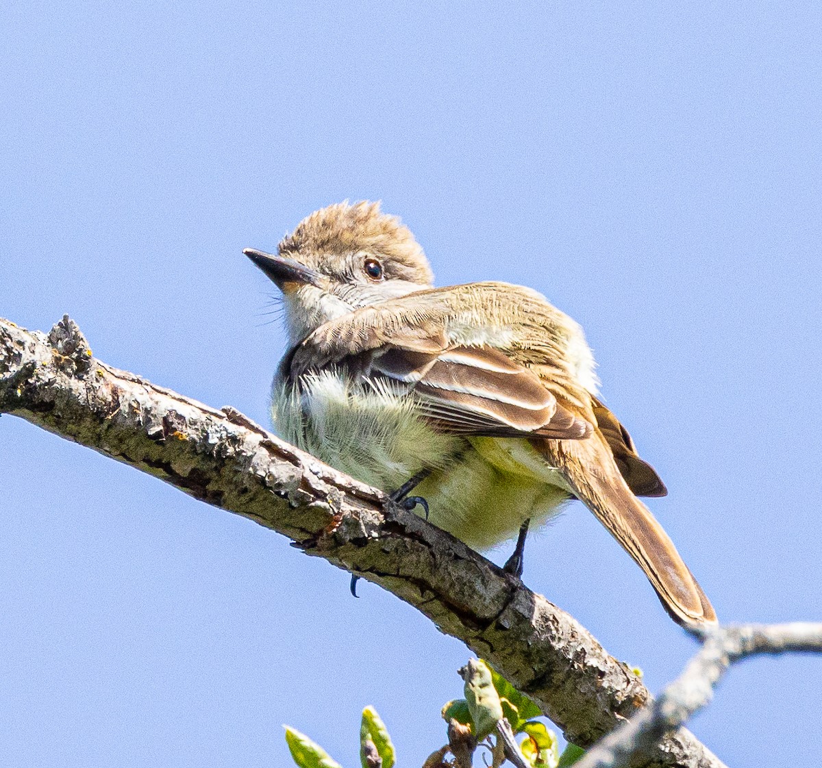 Ash-throated Flycatcher - Ben  Valdez