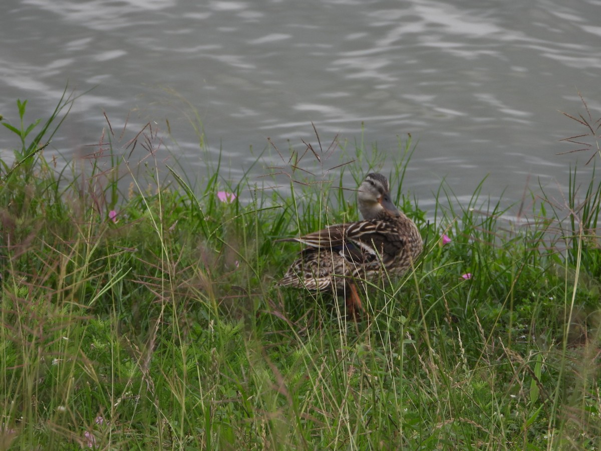 Mottled Duck - Lesha Roberts