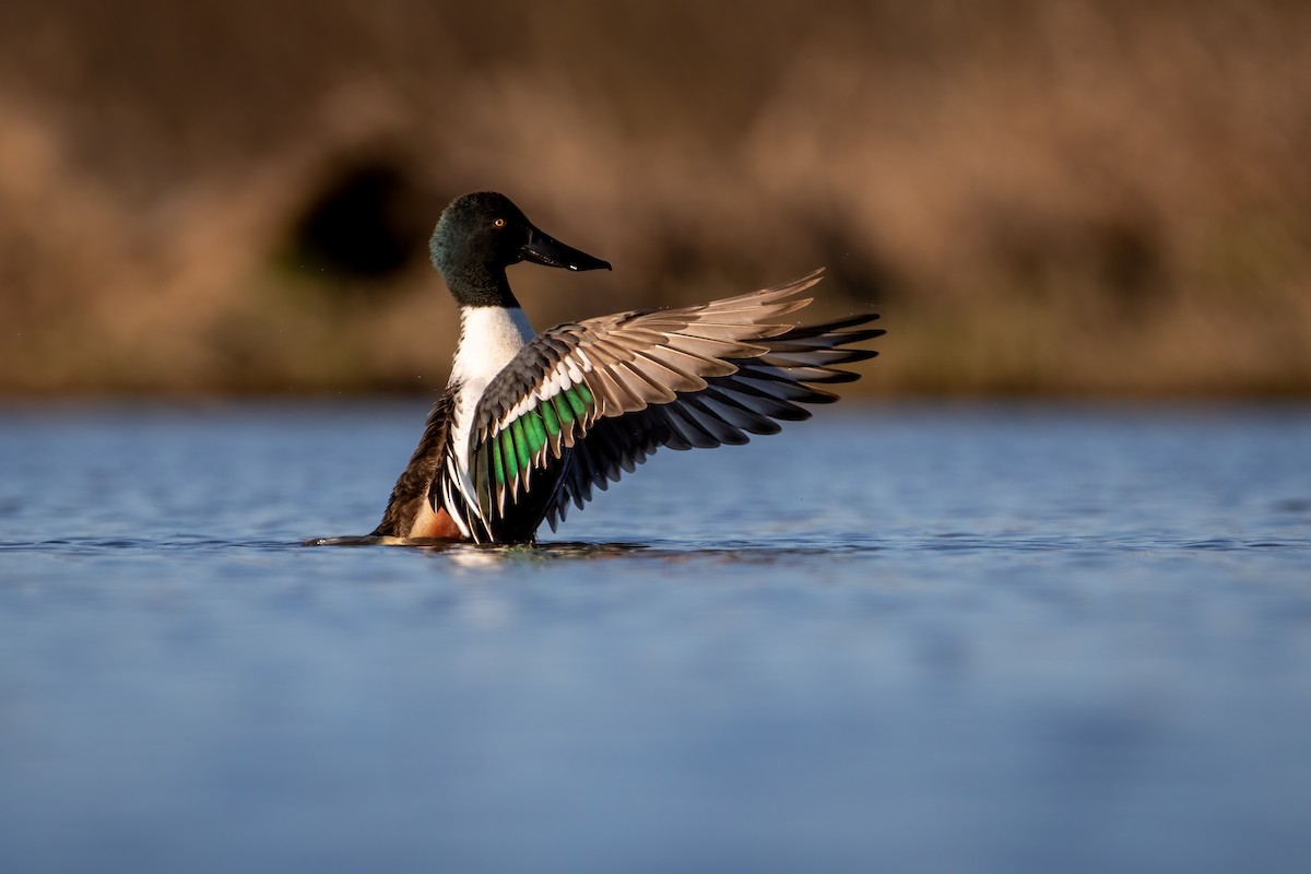 Northern Shoveler - Joseph Malott