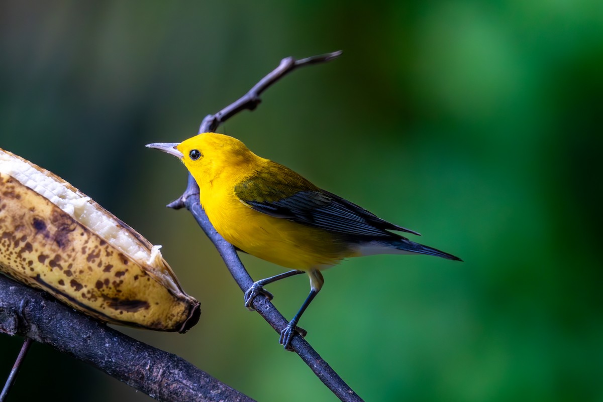 Prothonotary Warbler - Mason Flint