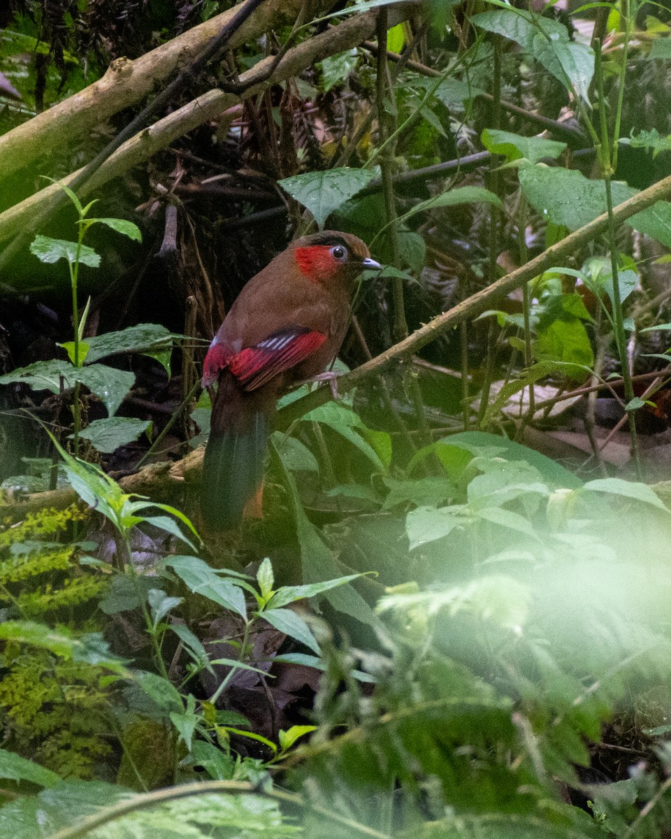 Red-faced Liocichla - ML619447264