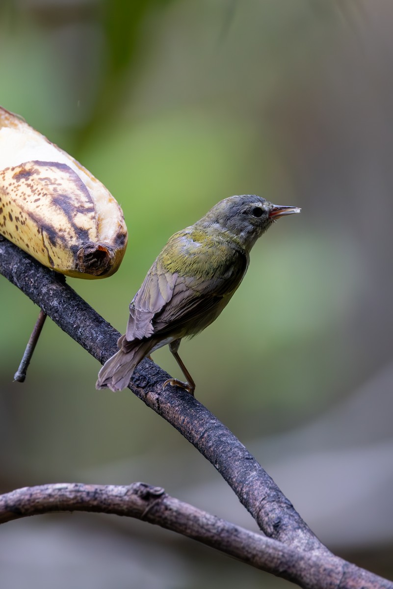 Tennessee Warbler - Mason Flint