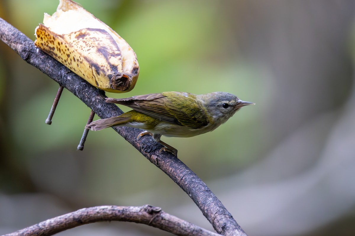 Tennessee Warbler - Mason Flint