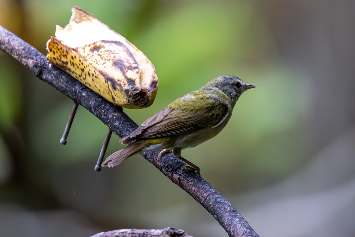 Tennessee Warbler - Mason Flint