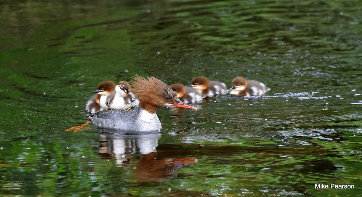 Common Merganser - Mike Pearson