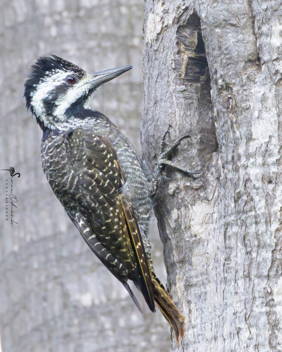 Bearded Woodpecker - Simon Odhiambo
