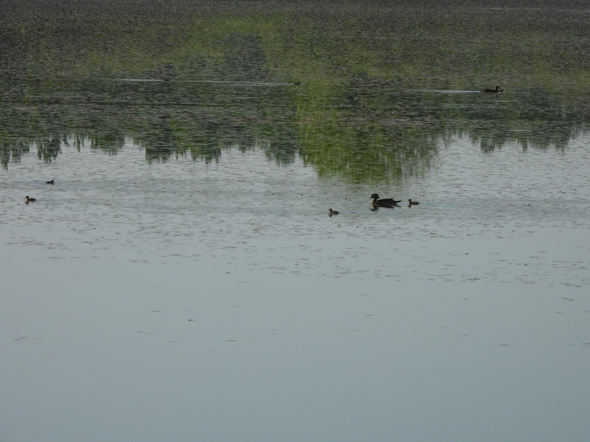 Wood Duck - alan murray