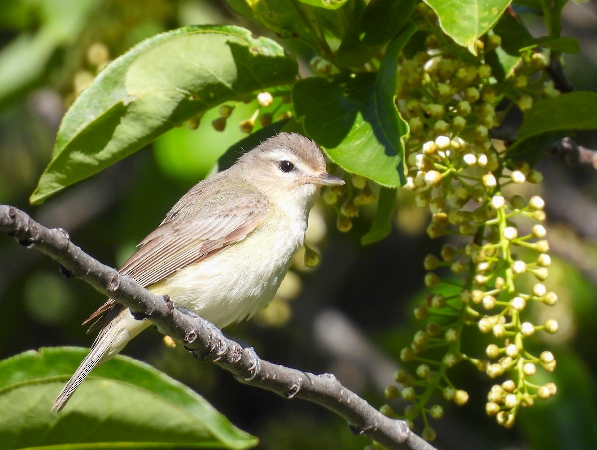 Warbling Vireo - Charlene Freeman