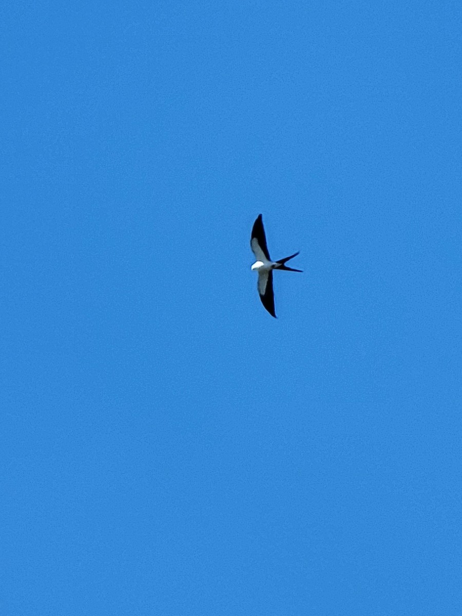 Swallow-tailed Kite - ami horowitz