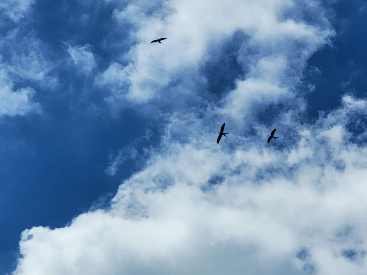 Swallow-tailed Kite - ami horowitz