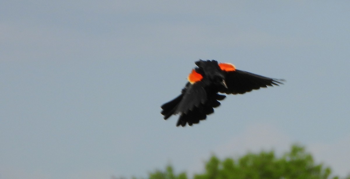 Red-winged Blackbird - alan murray