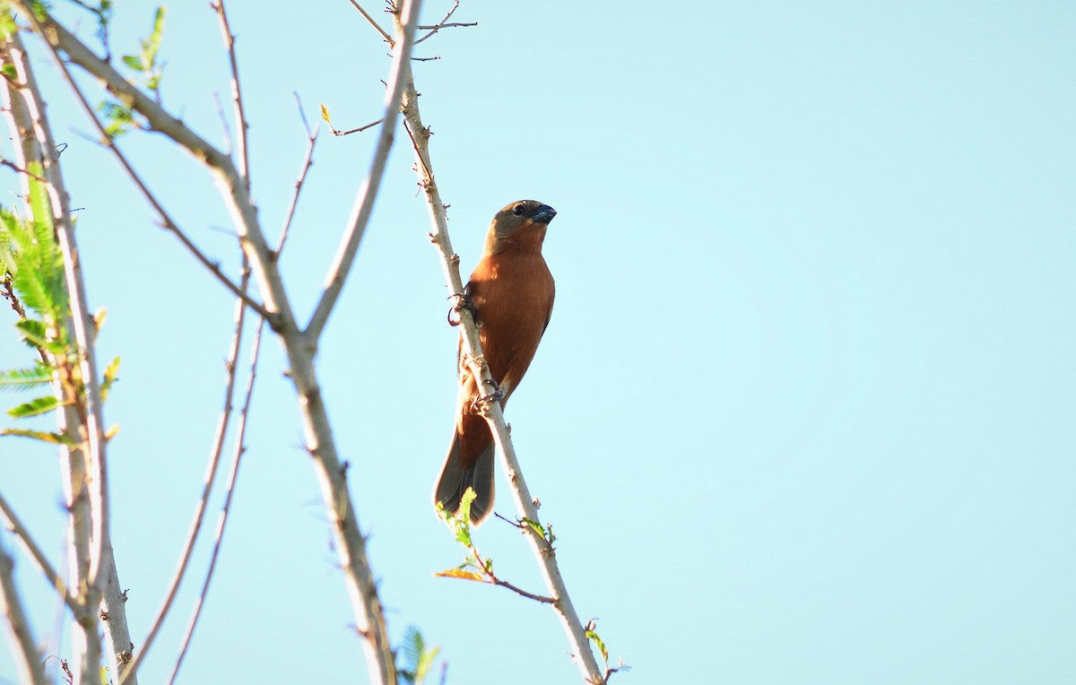 Ruddy-breasted Seedeater - Victor D. Pardo Romero