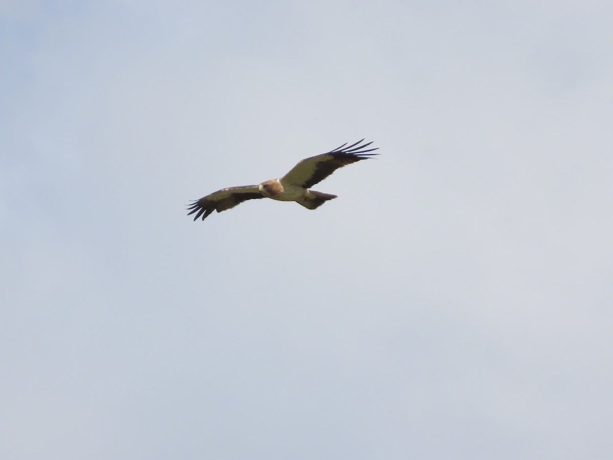 Booted Eagle - Nacho García Gómez