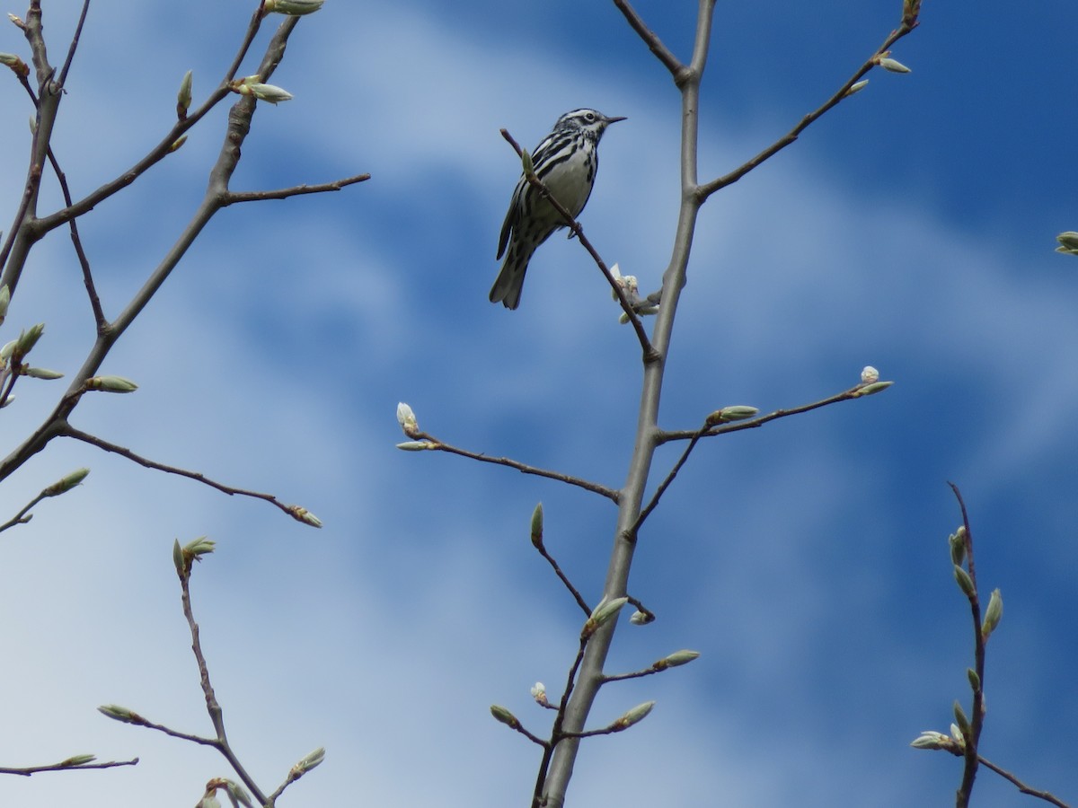 Black-and-white Warbler - Bernie Brown