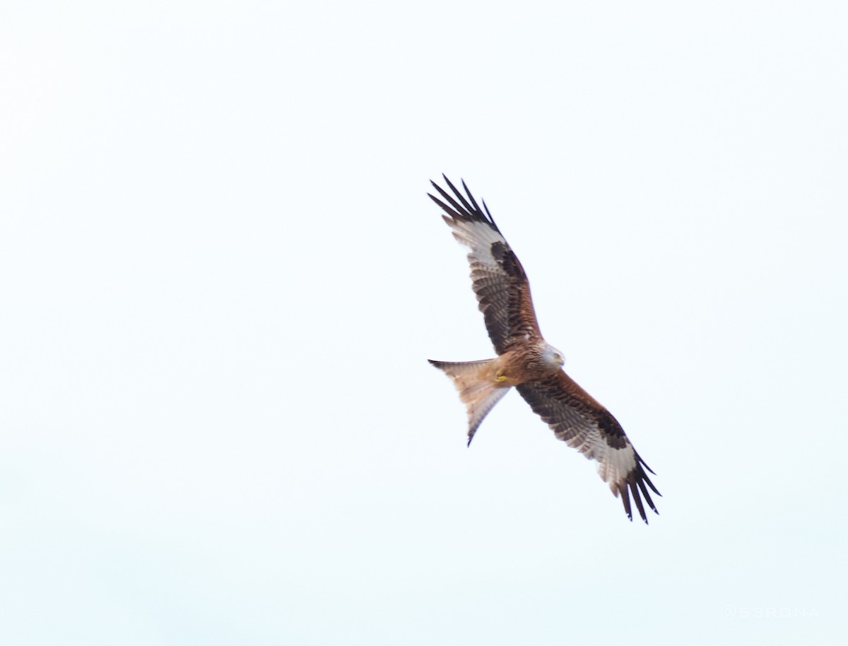 Red Kite - Andrés De la Cámara