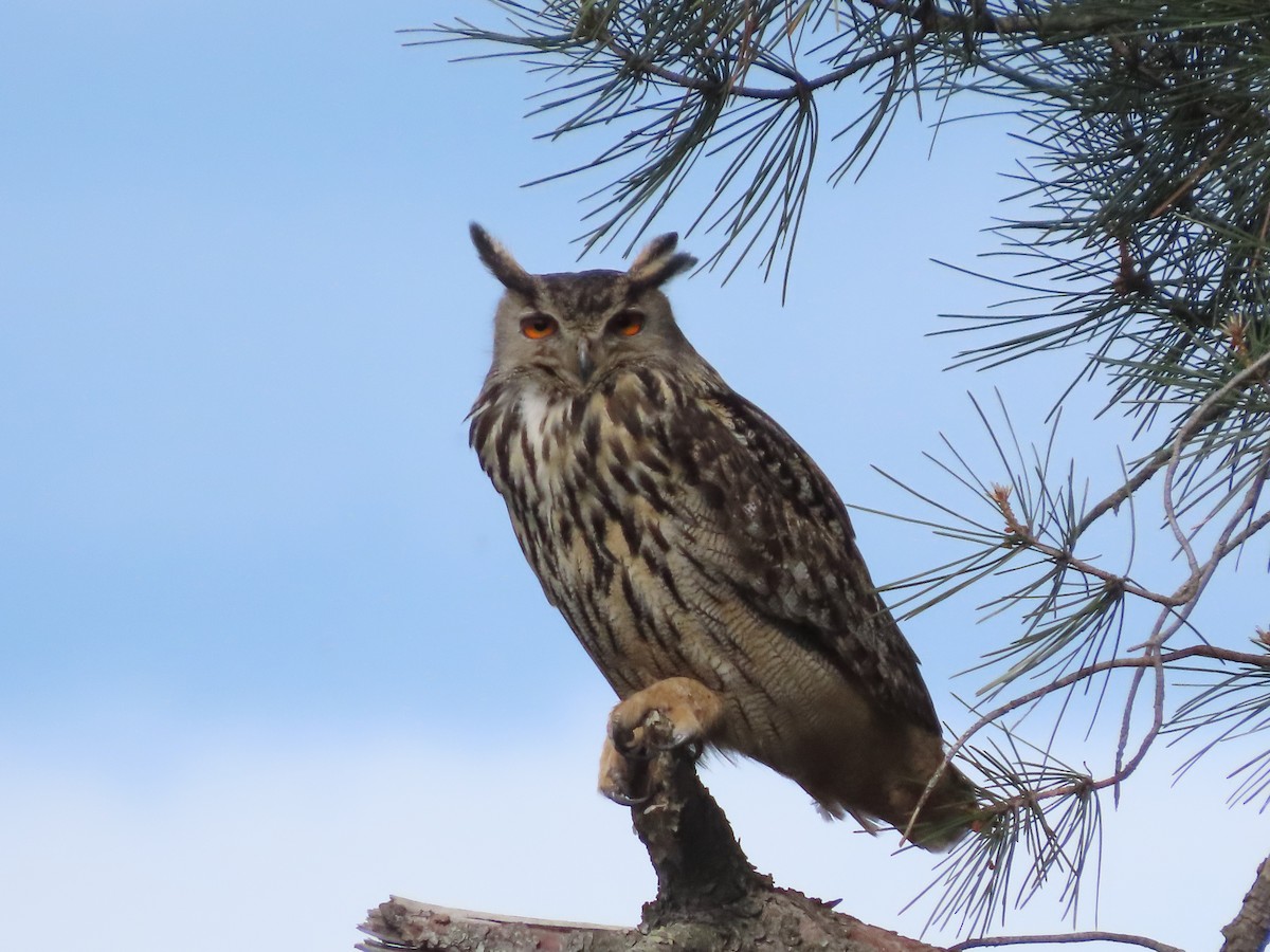 Eurasian Eagle-Owl - Nacho García Gómez