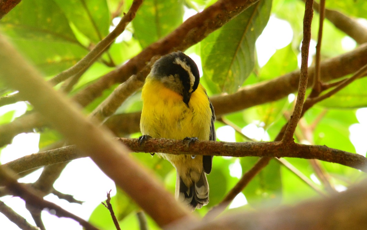 Bananaquit - Victor D. Pardo Romero