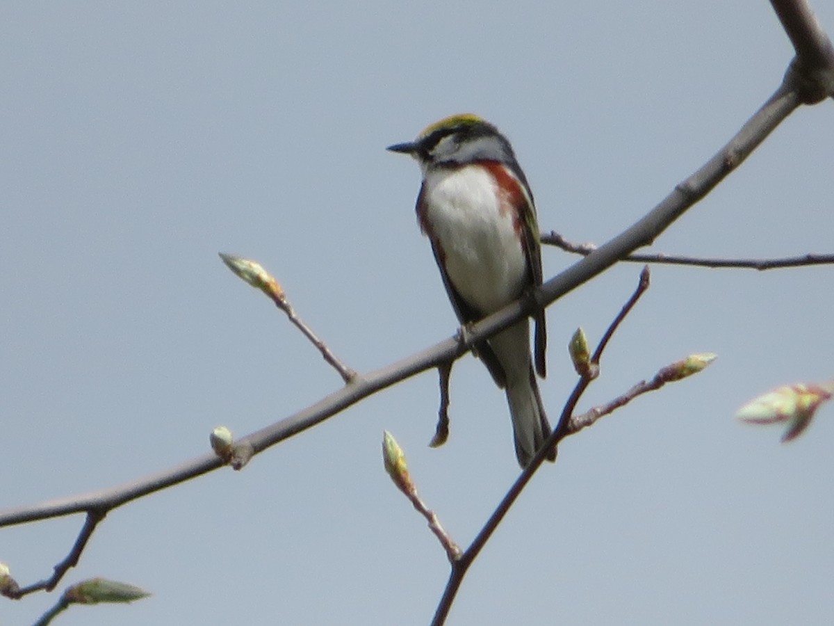 Chestnut-sided Warbler - Bernie Brown