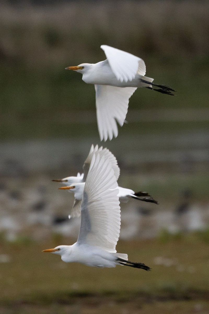 Western Cattle Egret - ML619447364