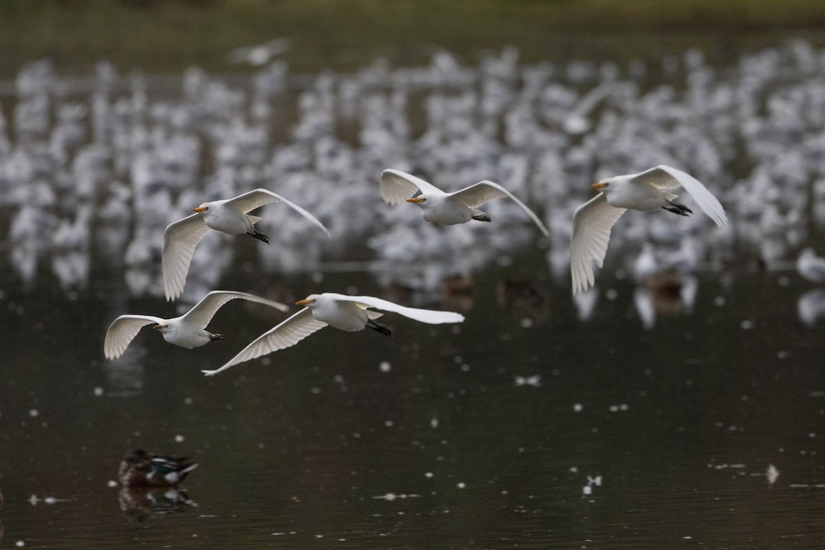 Western Cattle Egret - Henry Wyn-Jones