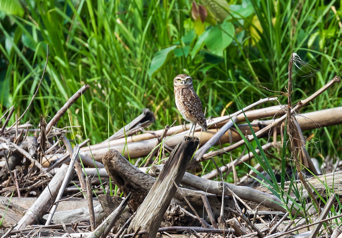 Burrowing Owl - Andrew Cauldwell