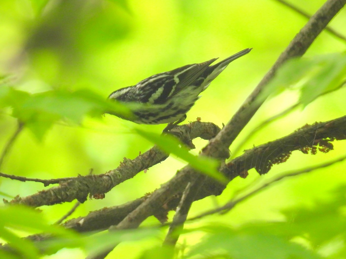 Black-and-white Warbler - bob butler