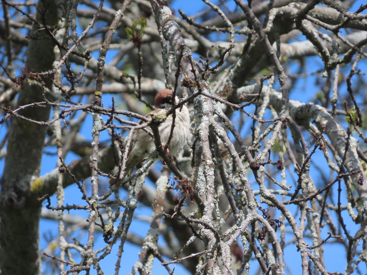 Eurasian Tree Sparrow - Nacho García Gómez