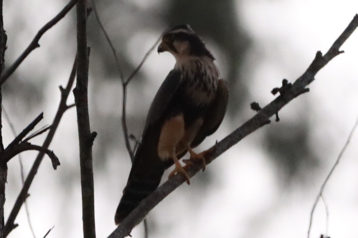 Aplomado Falcon - João Paulo Durante