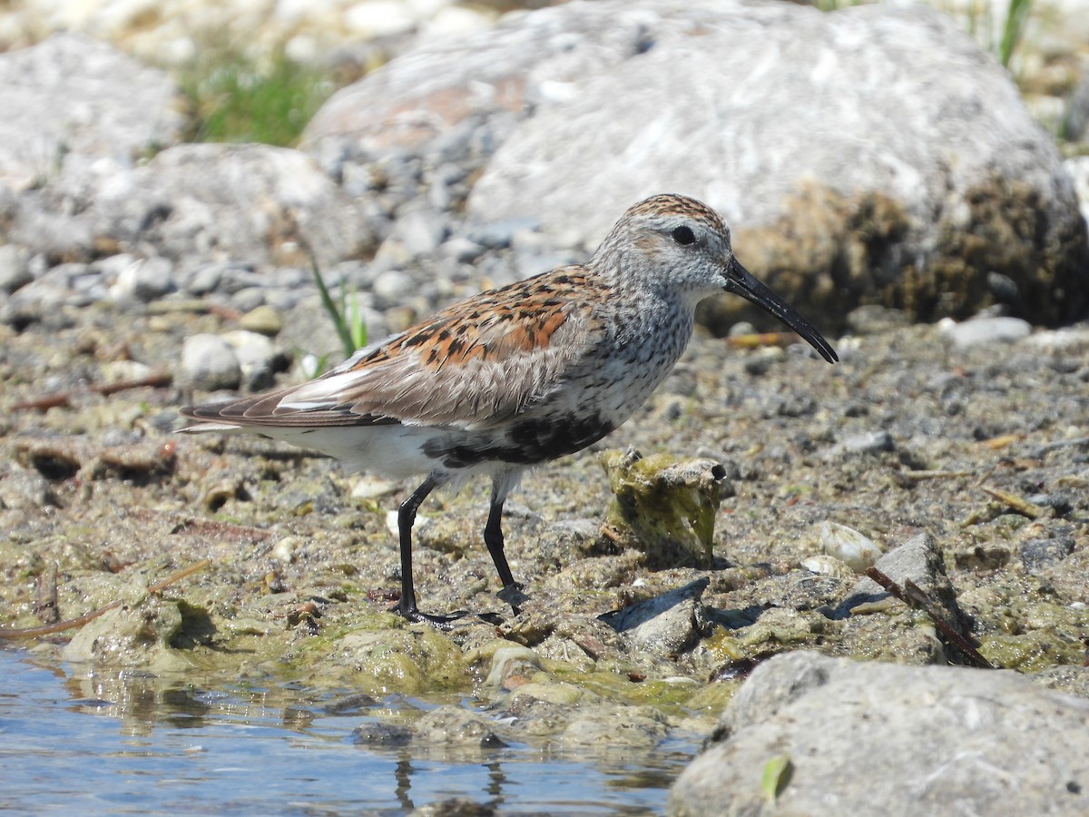 Dunlin - Eric Lamond