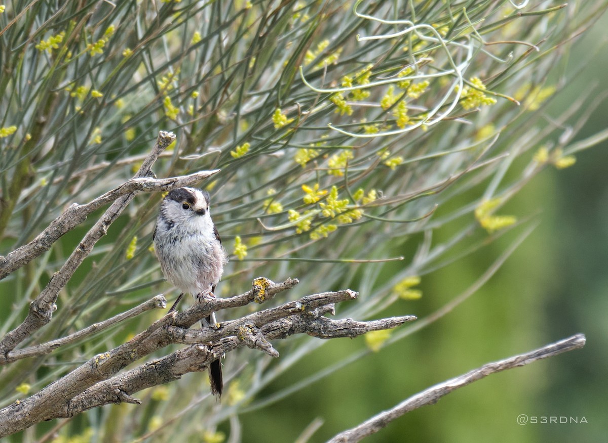 Long-tailed Tit - Andrés De la Cámara