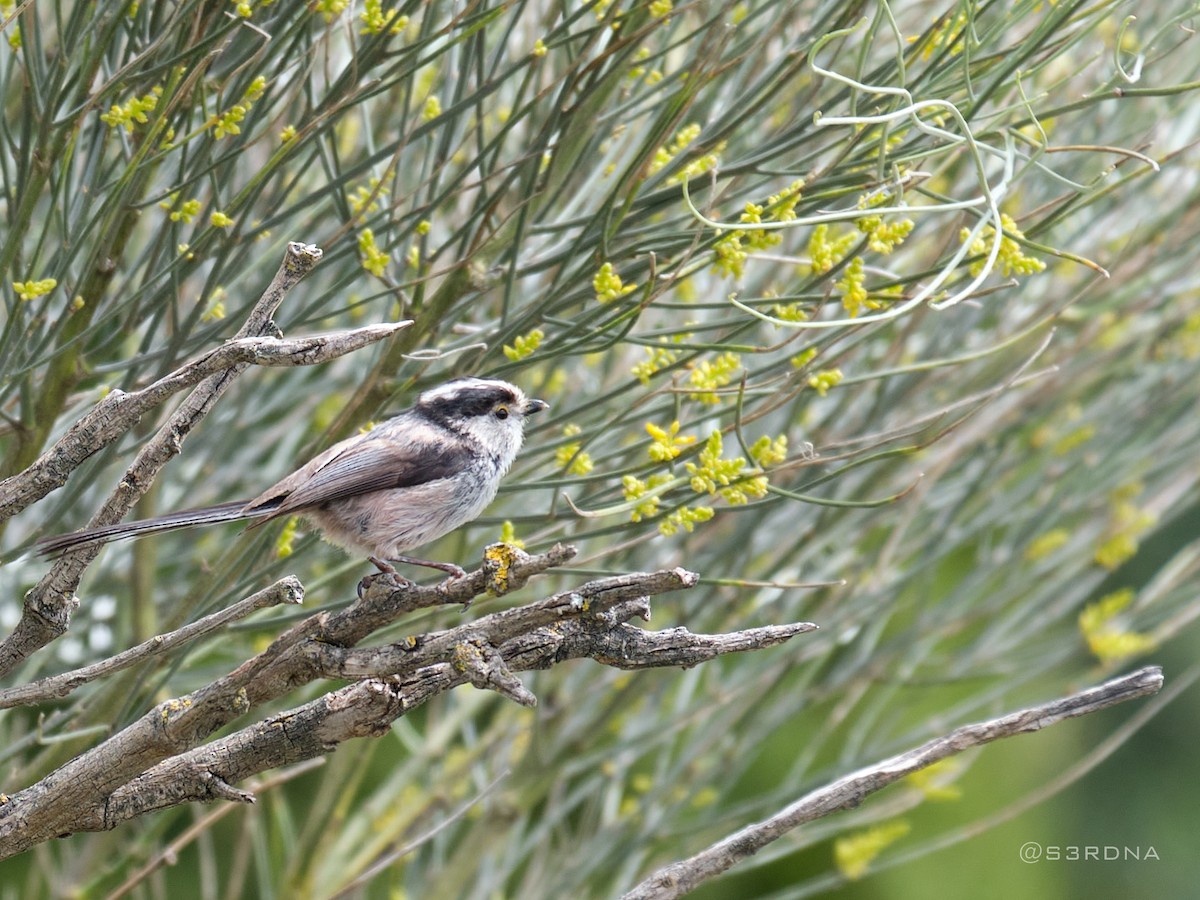 Long-tailed Tit - Andrés De la Cámara