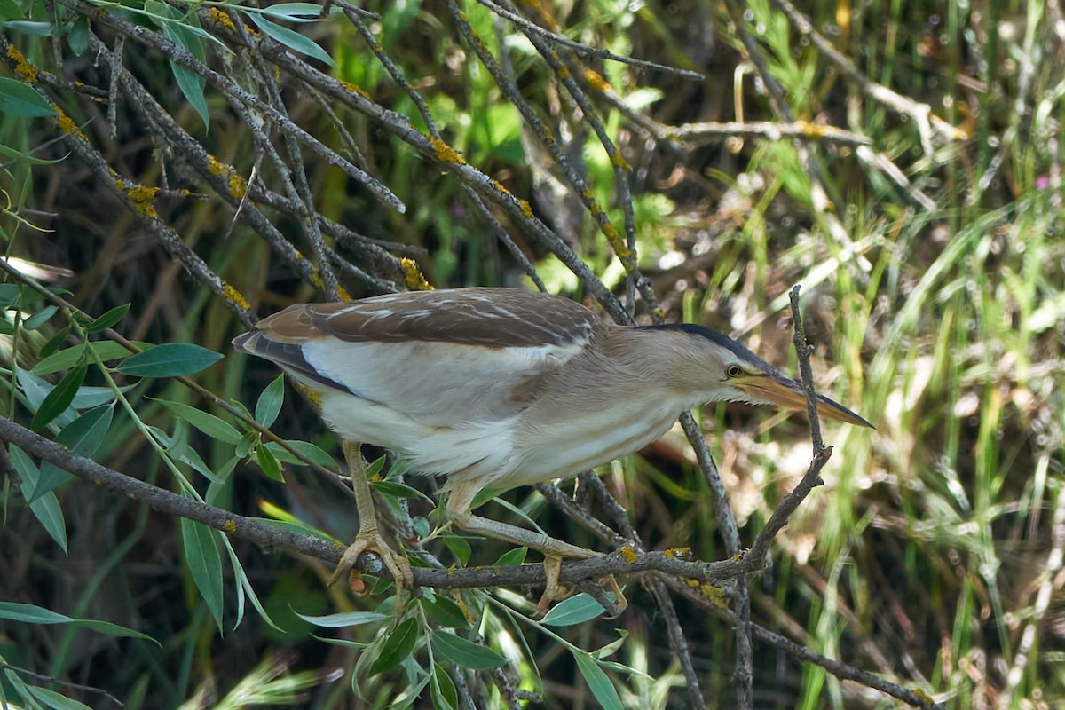 Little Bittern - Luis Manso