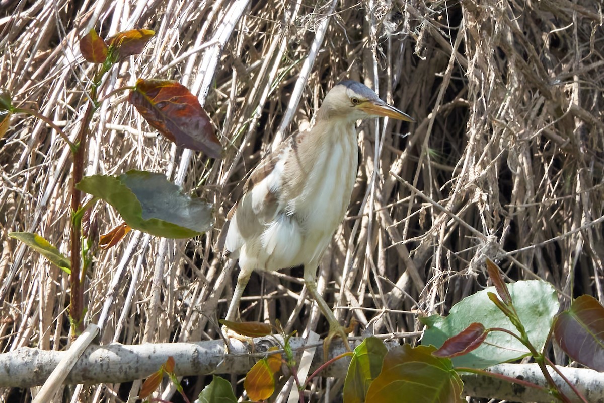 Little Bittern - Luis Manso