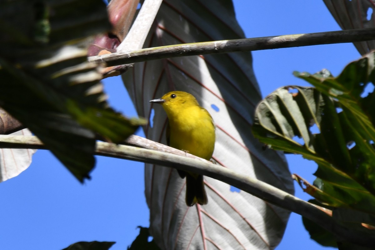 Black-and-yellow Tanager - ML619447396