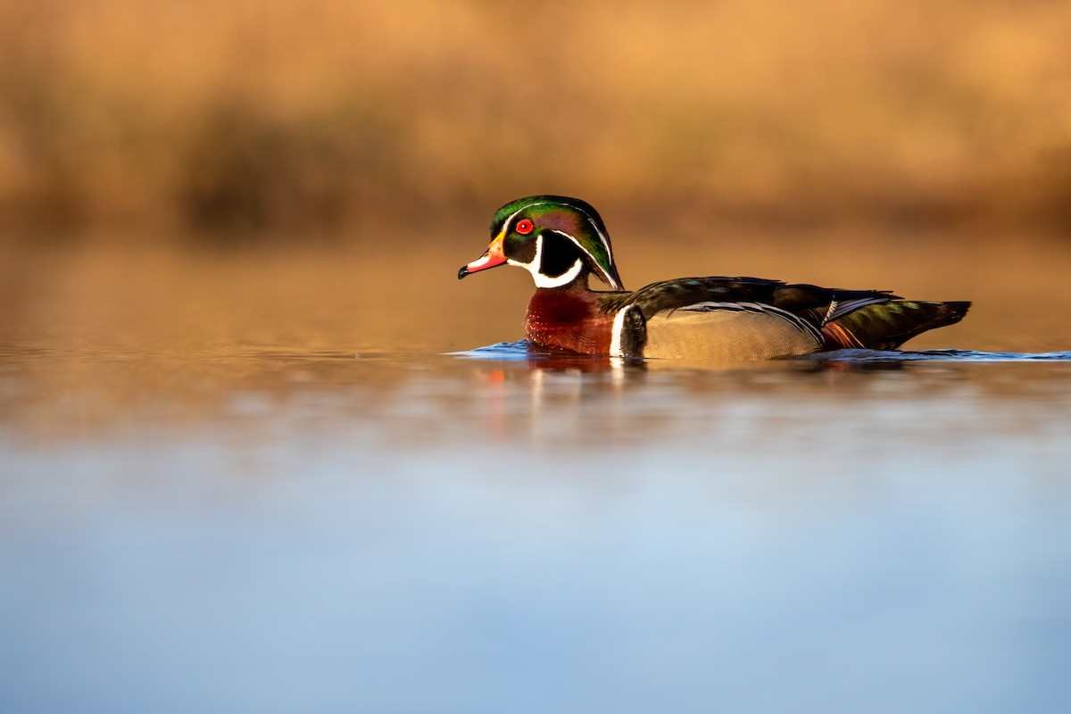 Wood Duck - Joseph Malott