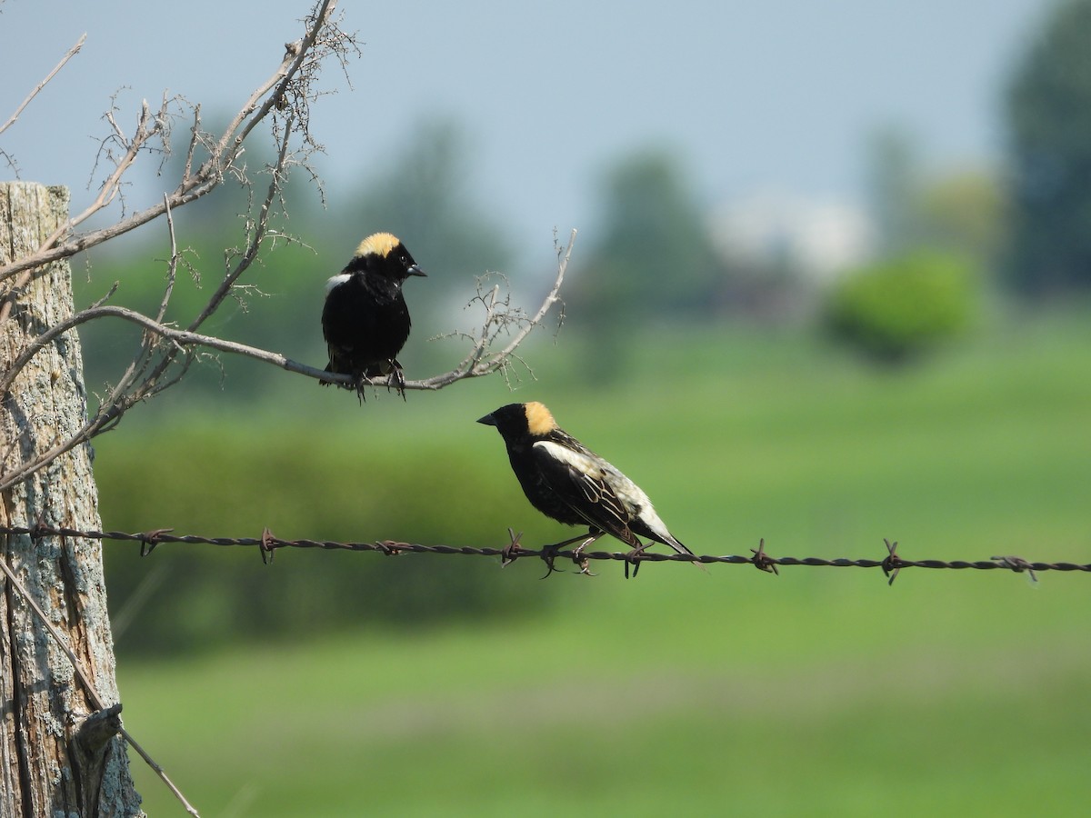 bobolink americký - ML619447405