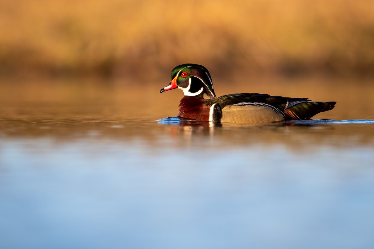 Wood Duck - ML619447411