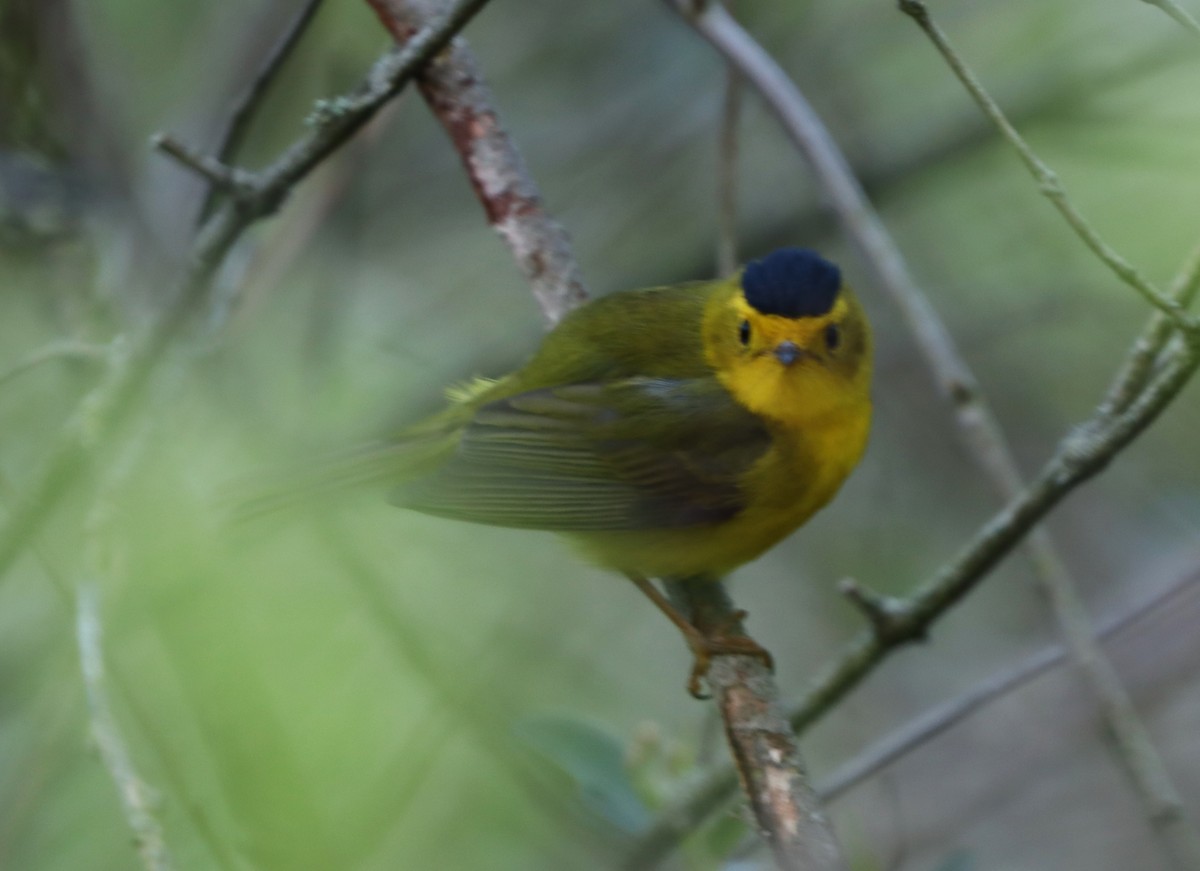 Wilson's Warbler - ML619447414