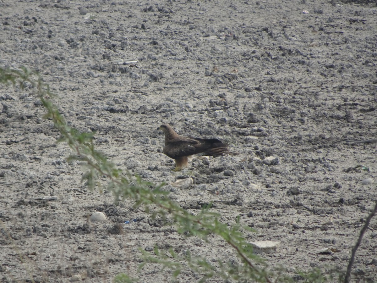 Black Kite - Rishab Verma