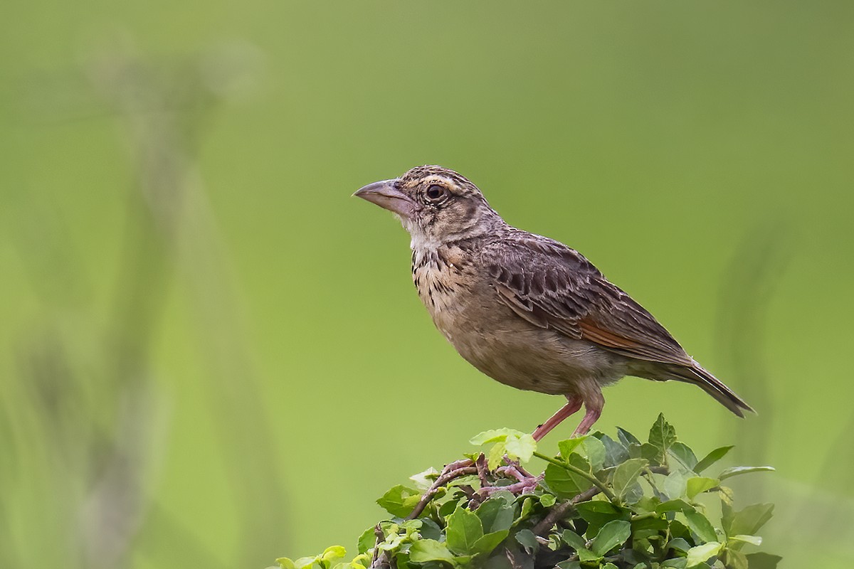 Bengal Bushlark - Parthasarathi Chakrabarti