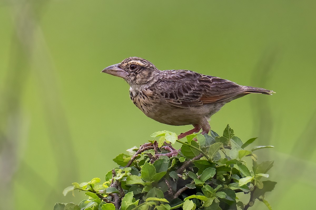 Bengal Bushlark - ML619447427