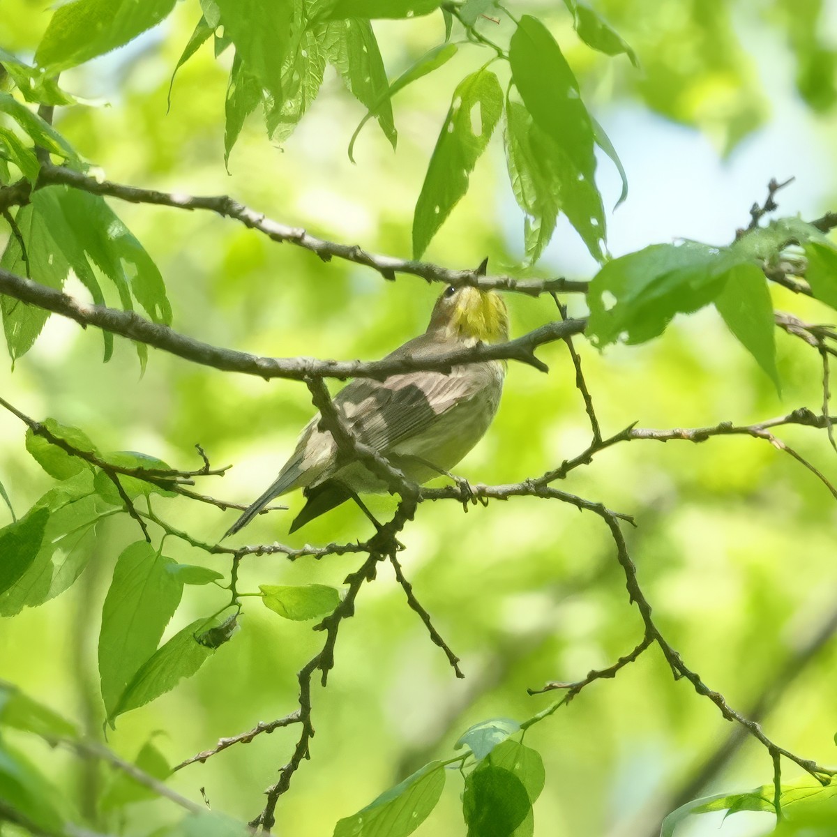 Palm Warbler - Thomas Burns