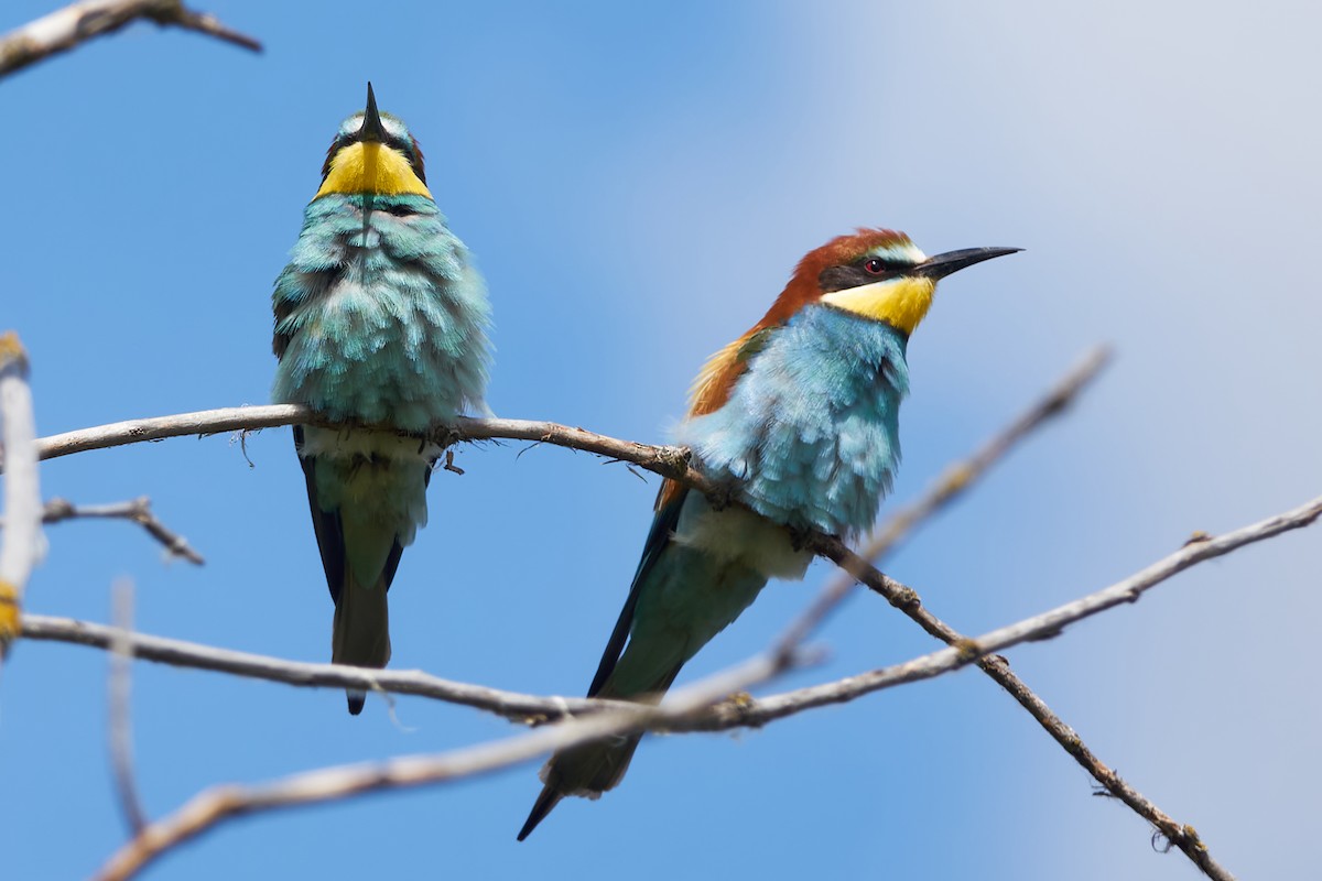 European Bee-eater - Luis Manso