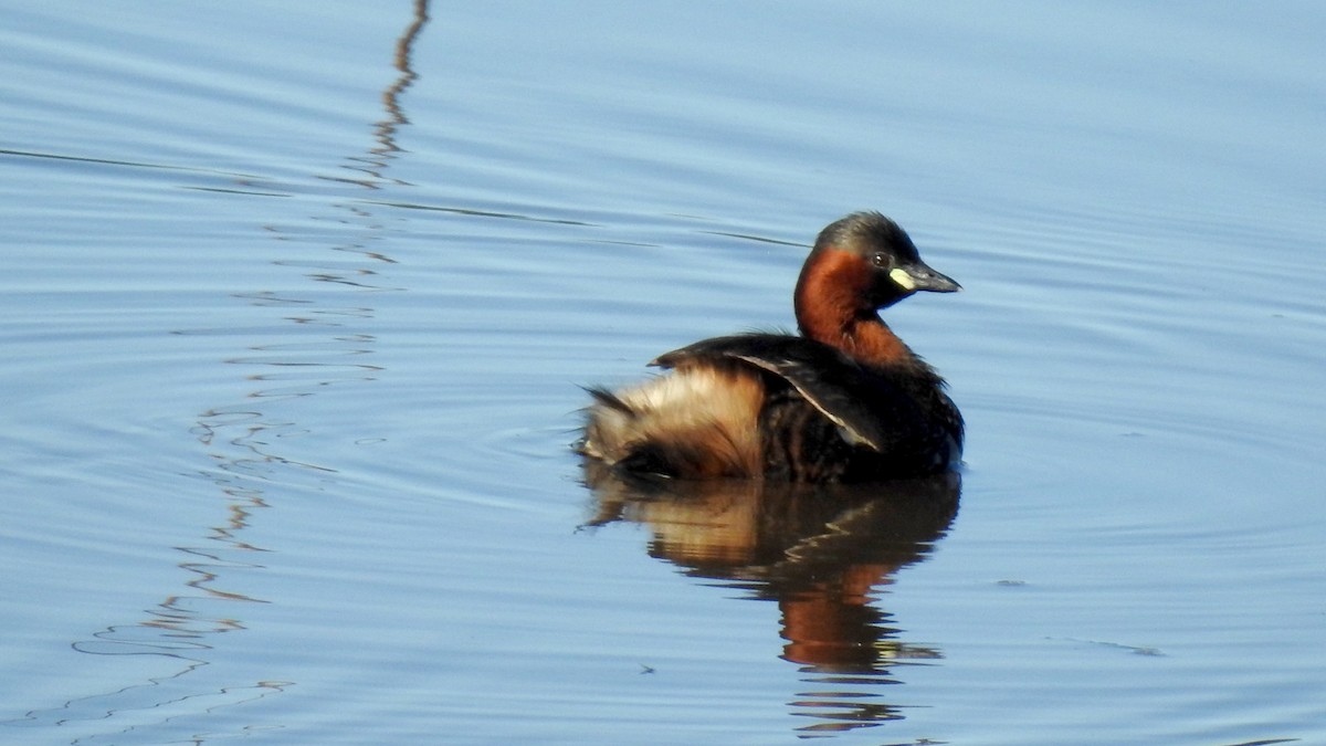 Little Grebe - Ricardo Salgueiro