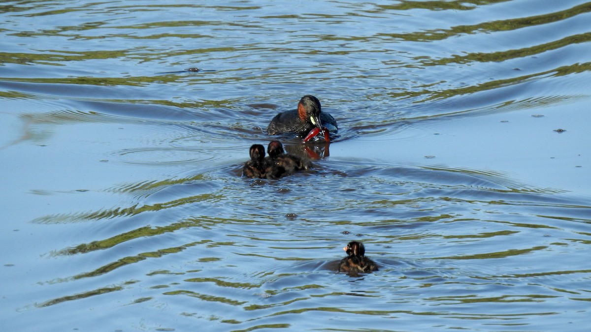 Little Grebe - Ricardo Salgueiro