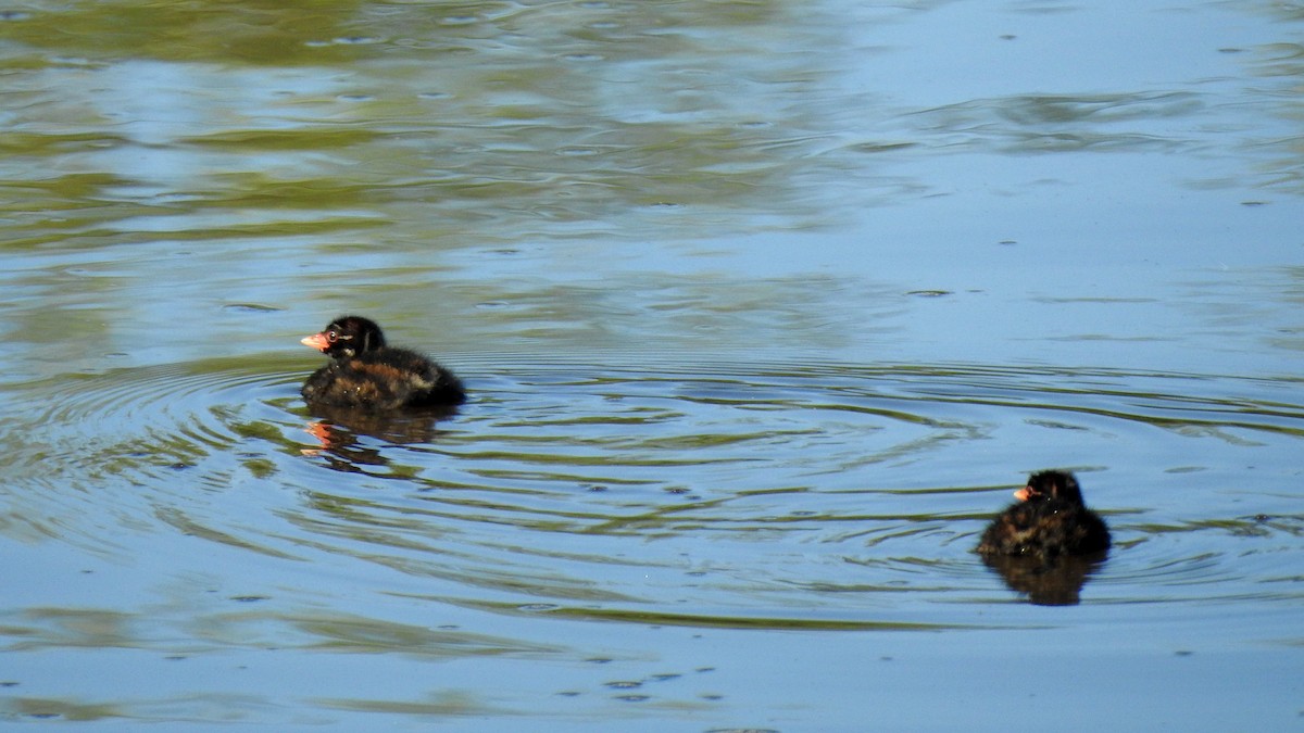 Little Grebe - Ricardo Salgueiro